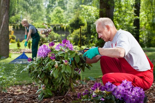 Mowing and feeding a healthy lawn in Chingford